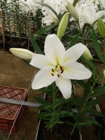 [5602 VH32 Buriano No01.JPG]